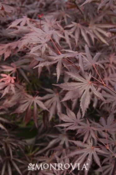 Japanese Maple 'Trompenburg'