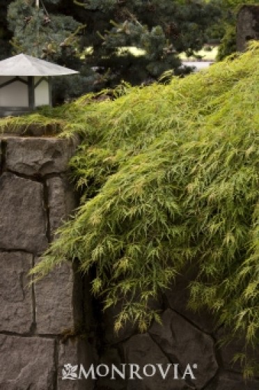 Japanese Maple 'Waterfall'  