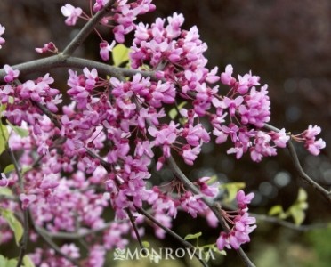 Lavender Twist(R) Redbud