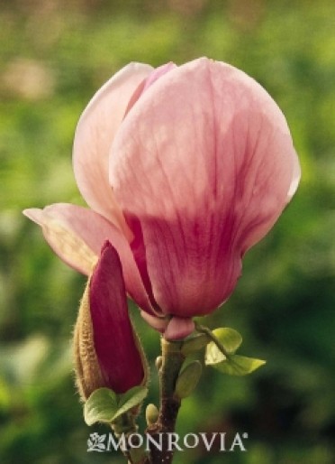 Magnolia 'Alexander'