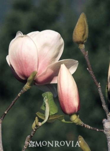 Magnolia 'Athene'