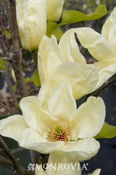 Magnolia 'Elizabeth'