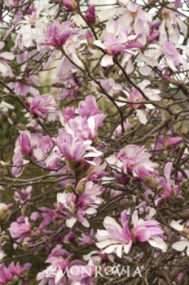 Magnolia 'Leonard Messel'