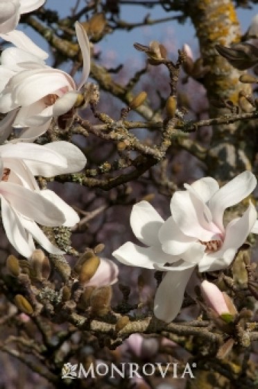 Magnolia 'Merrill'