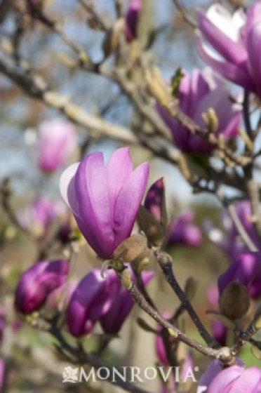 Magnolia 'Purple Lily'