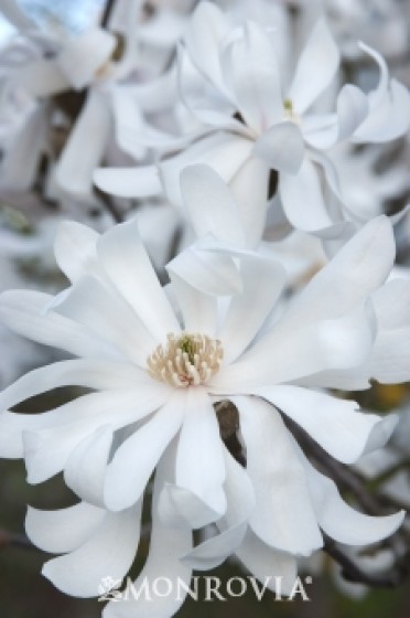 Magnolia 'Royal Star'
