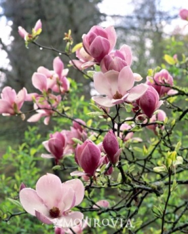 Magnolia 'Saucer'