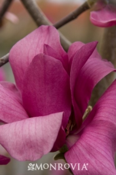 Magnolia 'Vulcan'