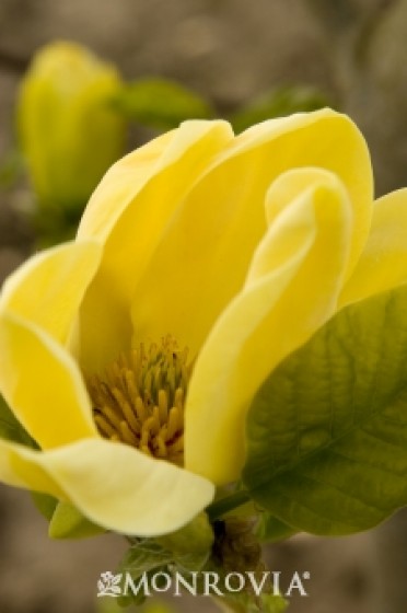 Magnolia 'Yellow Bird'