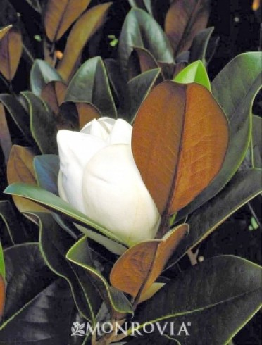 Magnolia D.D. Southern 'Blanchard'