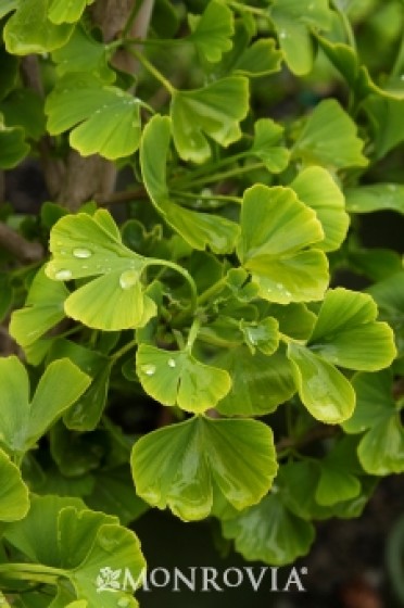 Maidenhair Tree 'Jade Butterfly'