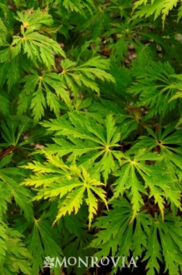 Maple 'Fernleaf Full-Moon'