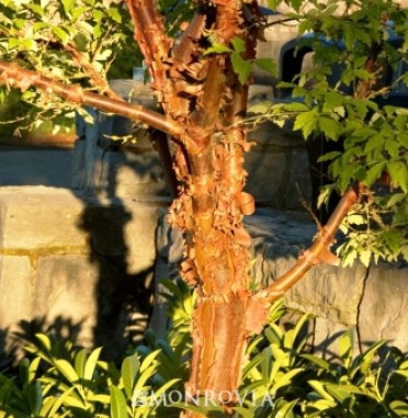 Maple 'Paperbark'