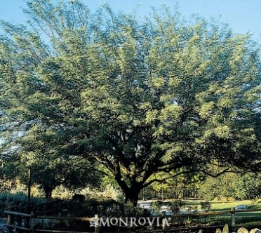 Mesquite Chilean Thornless 