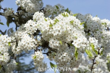 Pear Flowering 'Bradford'