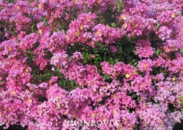 Pecos Crape Myrtle