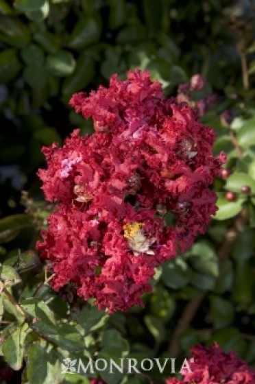 Petite Red Imp? Crape Myrtle