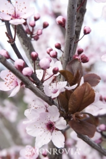 Plum 'Newport Purple Leaf'