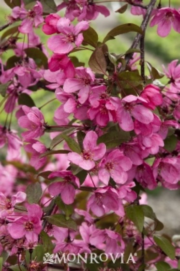 Prairifire Crabapple