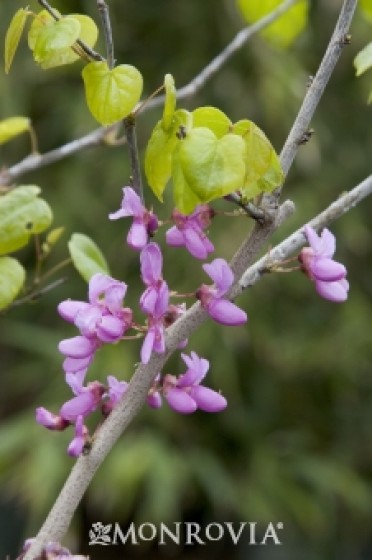 Redbud 'Avondale'