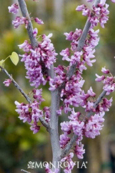 Redbud 'Eastern'