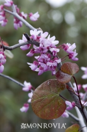 Redbud 'Forest Pansy'