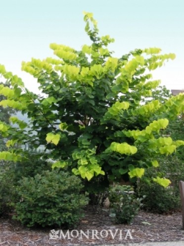 Redbud 'Hearts Of Gold'