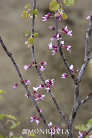 Redbud 'Mexican'