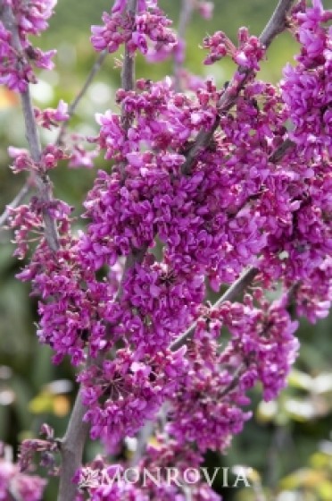 Redbud 'Oklahoma'