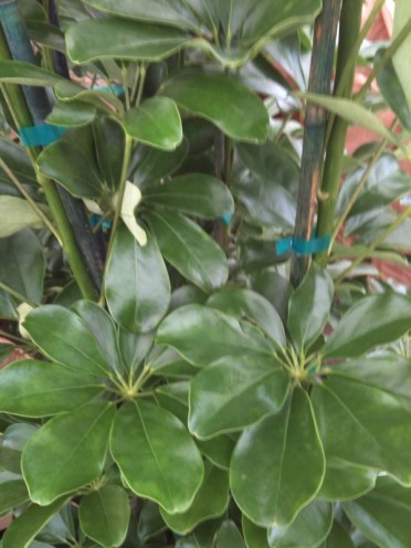 Schefflera arboricola 'Dwarf Umbrella Green'