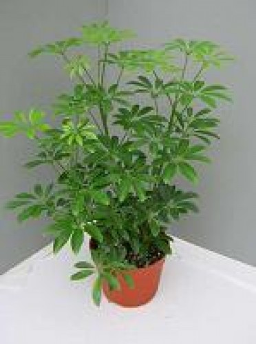 Schefflera arboricola 'Dwarf Umbrella Plant Mini'
