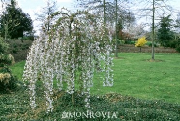 Snow Fountains(R) Weeping Cherry