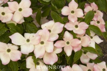 Stellar Pink® Dogwood