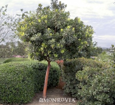 Strawberry Tree 'Marina'