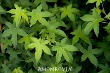 Sweetgum 'Cherokee'