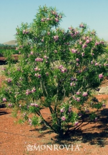 Timeless Beauty® Desert Willow