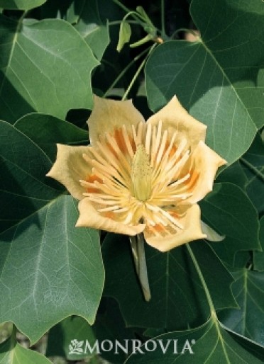 Tulip Tree