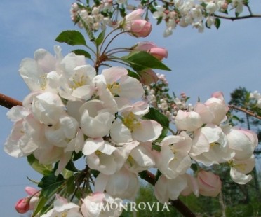 Weeping Madonna(R) Crabapple