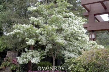 White  Fringe Tree