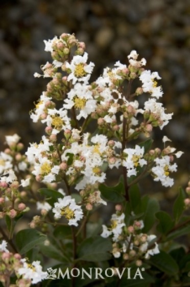 White Chocolate Crape Myrtle