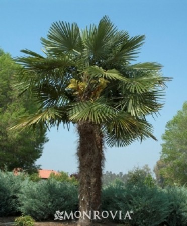 Windmill Palm