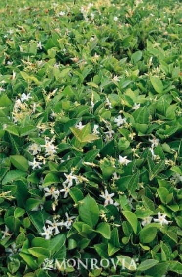 Asian Star Jasmine