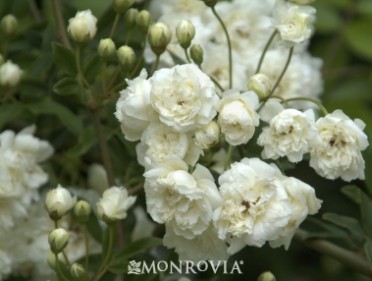 Banks Rose 'White Lady'