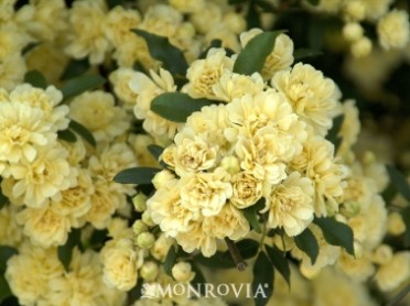 Banks Rose 'Yellow Lady '