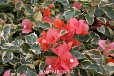 Bengal Orange Bougainvillea