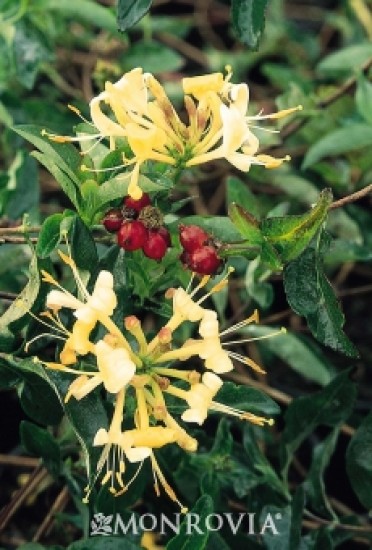 Berries Jubilee(R) Woodbine Honeysuckle