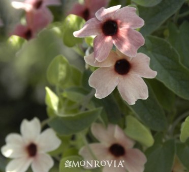 Black-Eyed Susan Vine 'Blushing Susie'