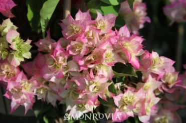 Bougainvillea Cherry Blossom