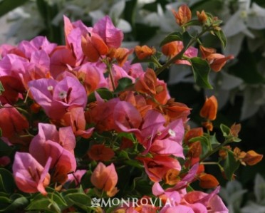 Bougainvillea 'Rosenka'