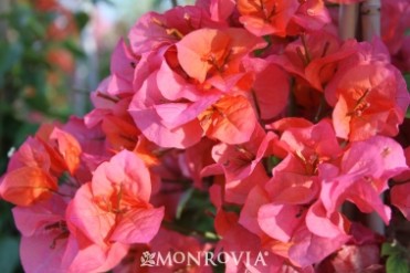 Bougainvillea Camarillo Fiesta